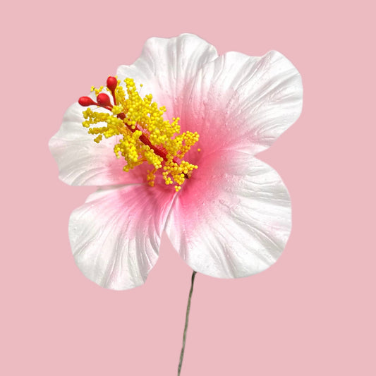 Aute (8.5 CM)