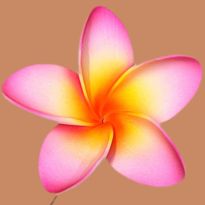 Pua (8 CM)