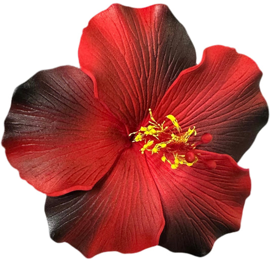 Aute (9 CM)