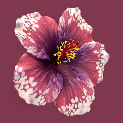 Aute (12 CM)