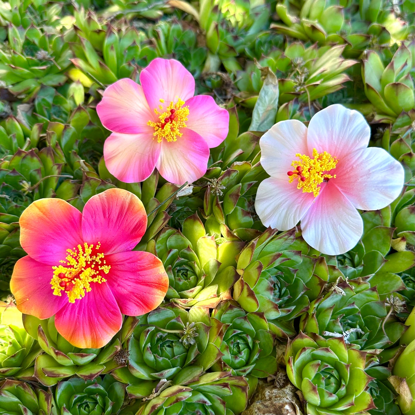 Hibiscus Trio