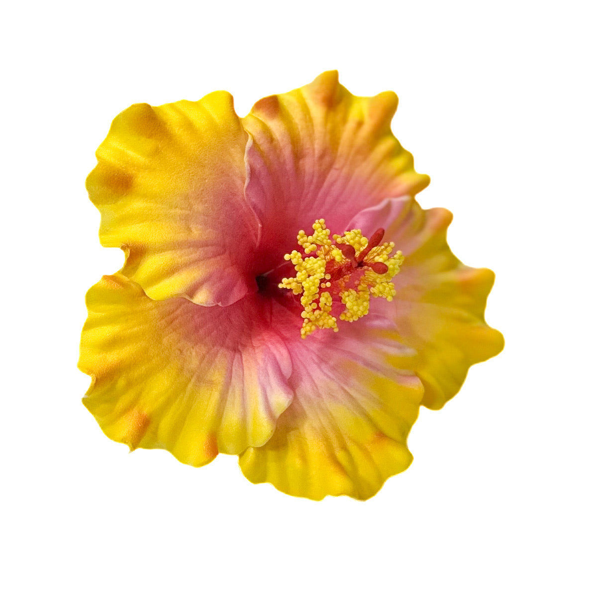 Aute (9 CM)