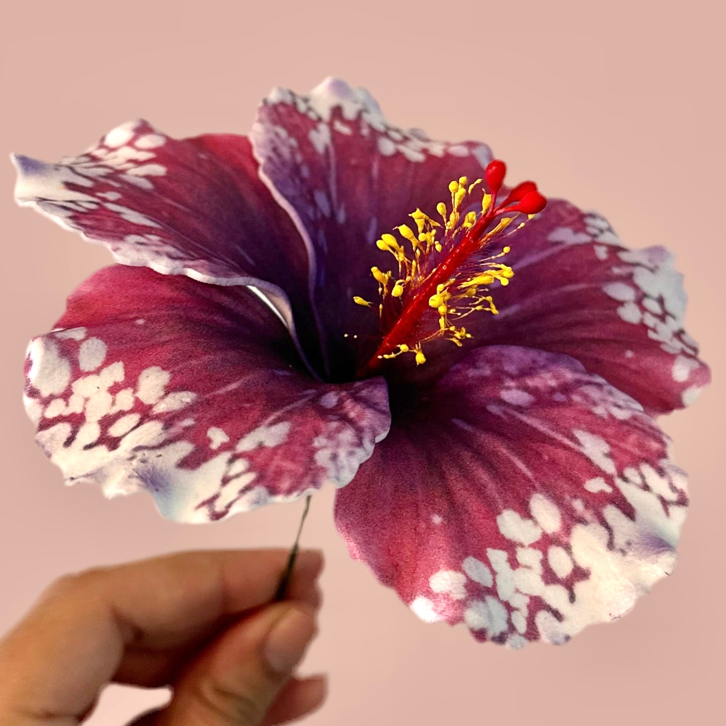 Aute (12 CM)