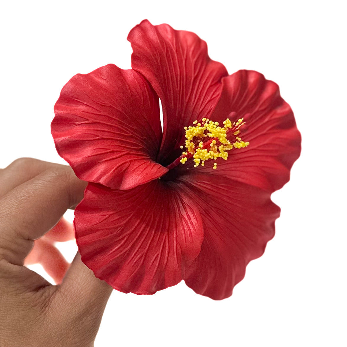 Aute (11 CM)