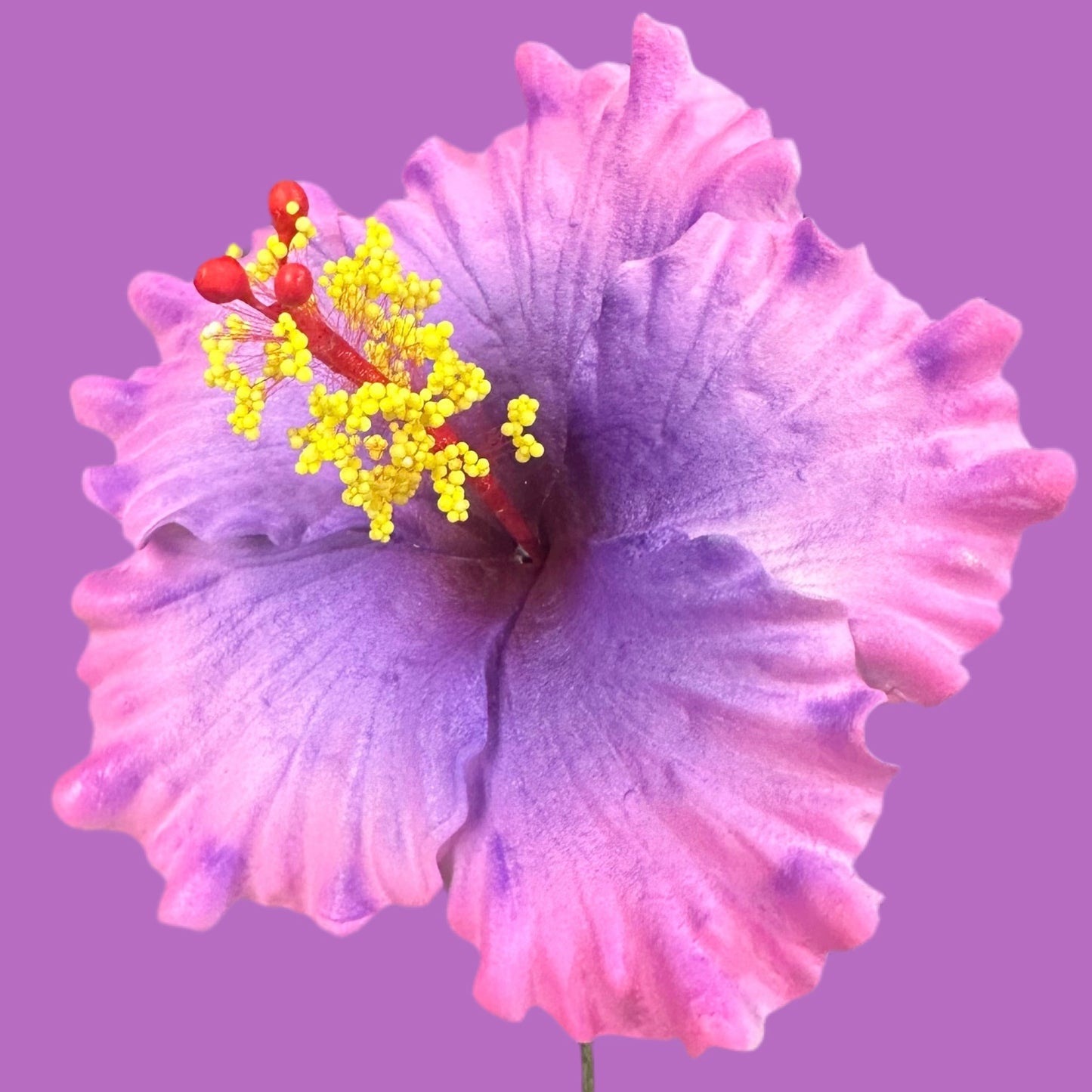 Aute (9 CM)