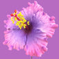 Aute (9 CM)