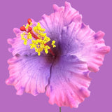 Aute (9 CM)