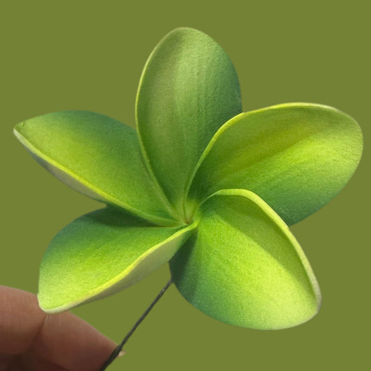 Pua (8 CM)