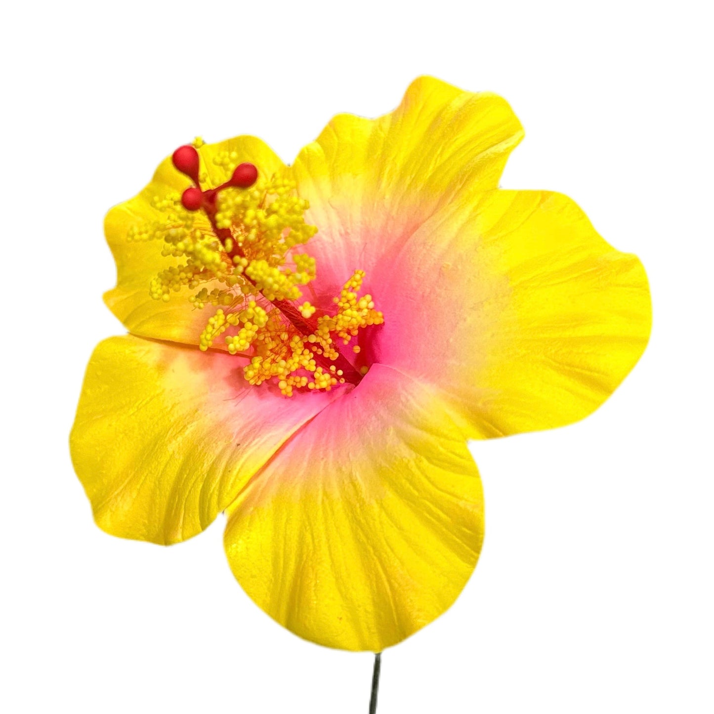 Aute (8.5 CM)