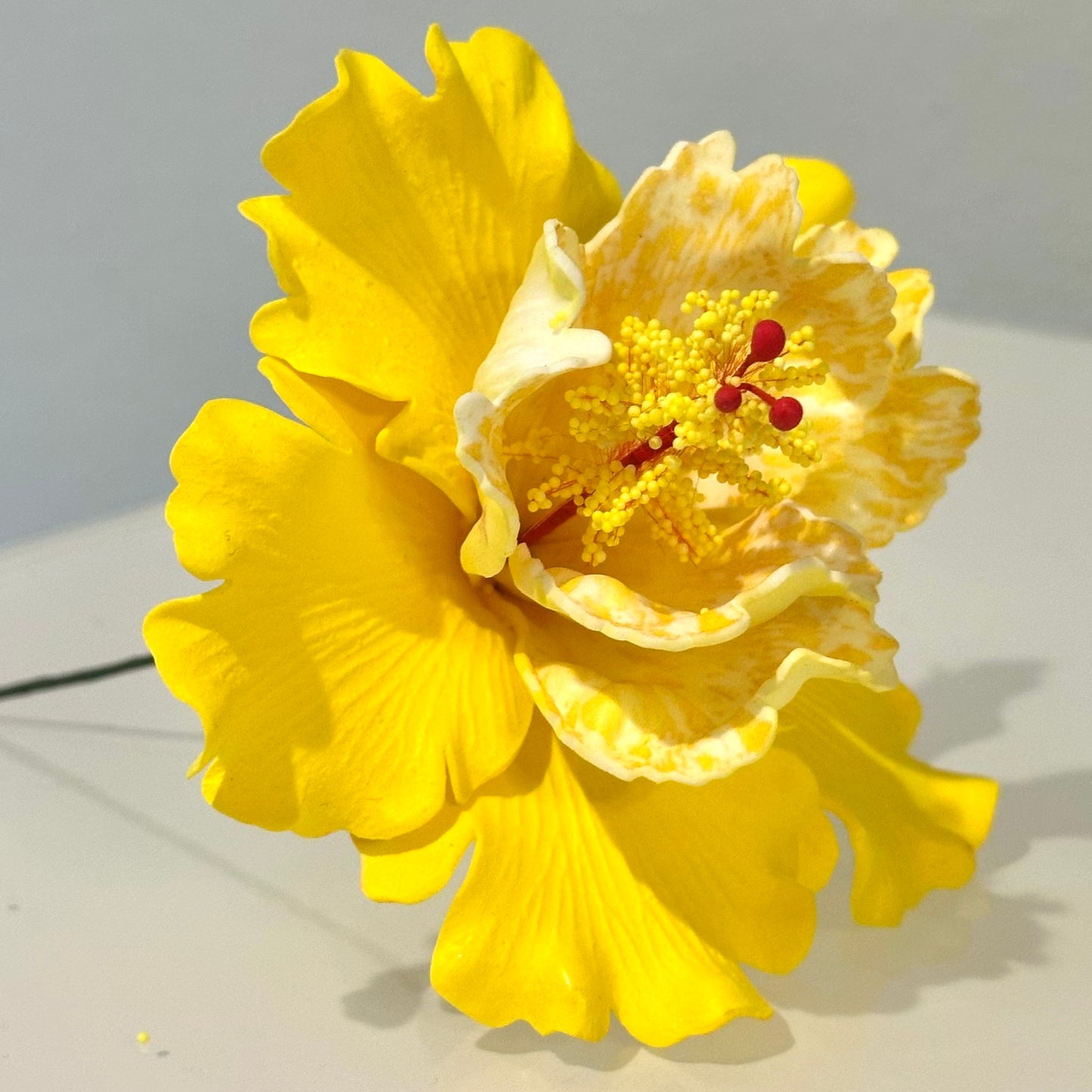 Exotic Hibiscus (11 CM)