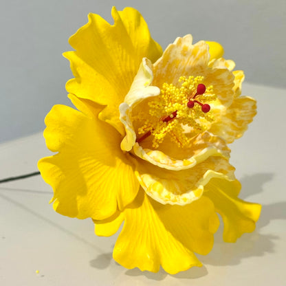 Exotic Hibiscus (11 CM)