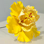 Exotic Hibiscus (11 CM)