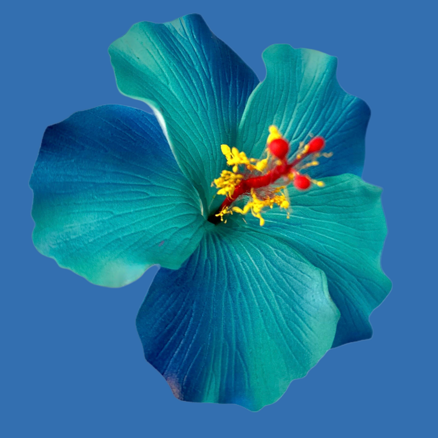Aute (9 CM)