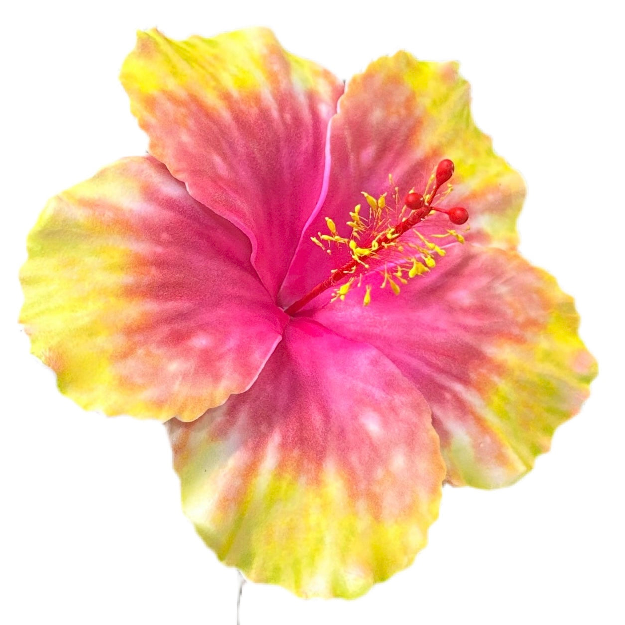 Aute (12 CM)