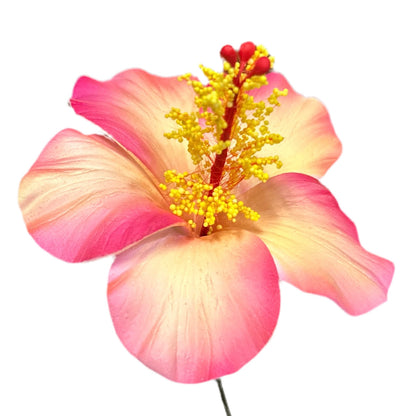 Aute (8.5 CM)