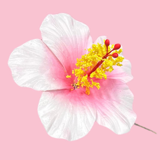 Aute (8.5 CM)