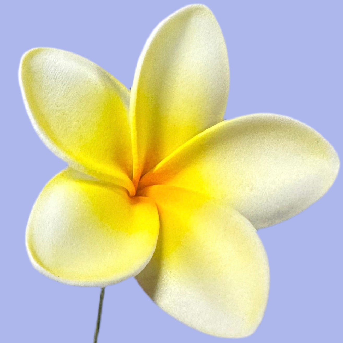 Pua (6 CM)