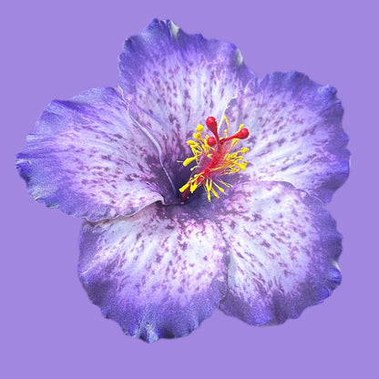 Aute (12 CM)