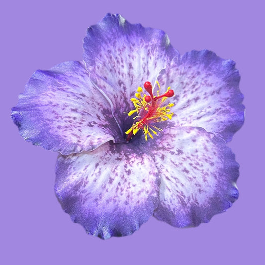 Aute (12 CM)