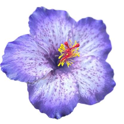 Aute (12 CM)