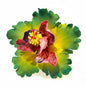 Exotic Hibiscus (11 CM)