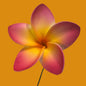 Pua (5 CM)