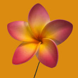 Pua (5 CM)