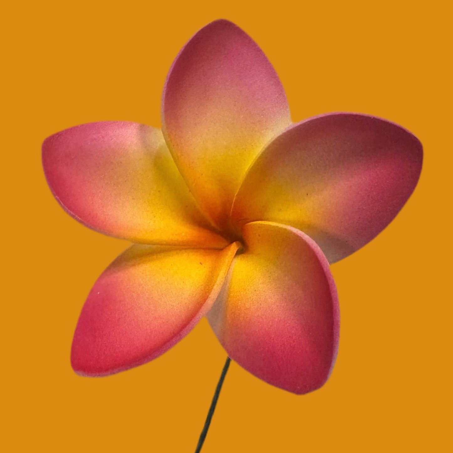 Pua (6 CM)