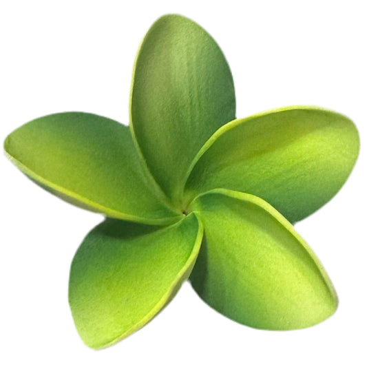 Pua (8 CM)