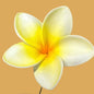 Pua (6 CM)