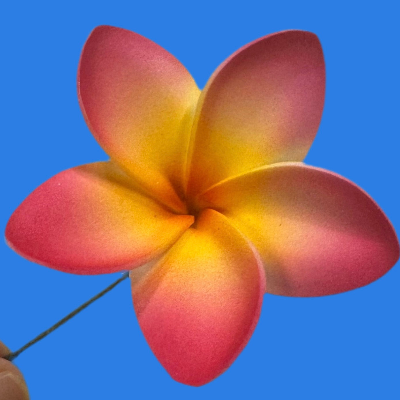 Pua (6 CM)