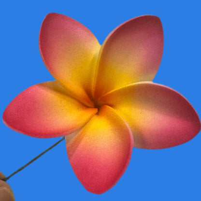 Pua (6 CM)