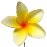 Pua (8 CM)