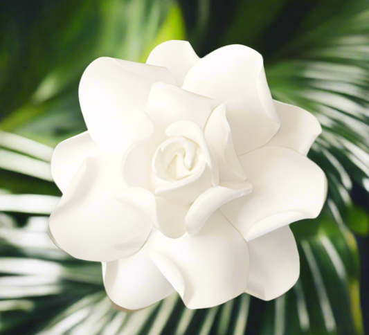 Gardenia (7 CM)
