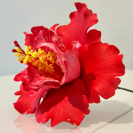 Hibiscus 11 CM
