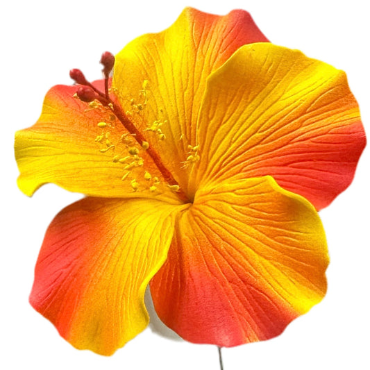 Aute (9 CM)