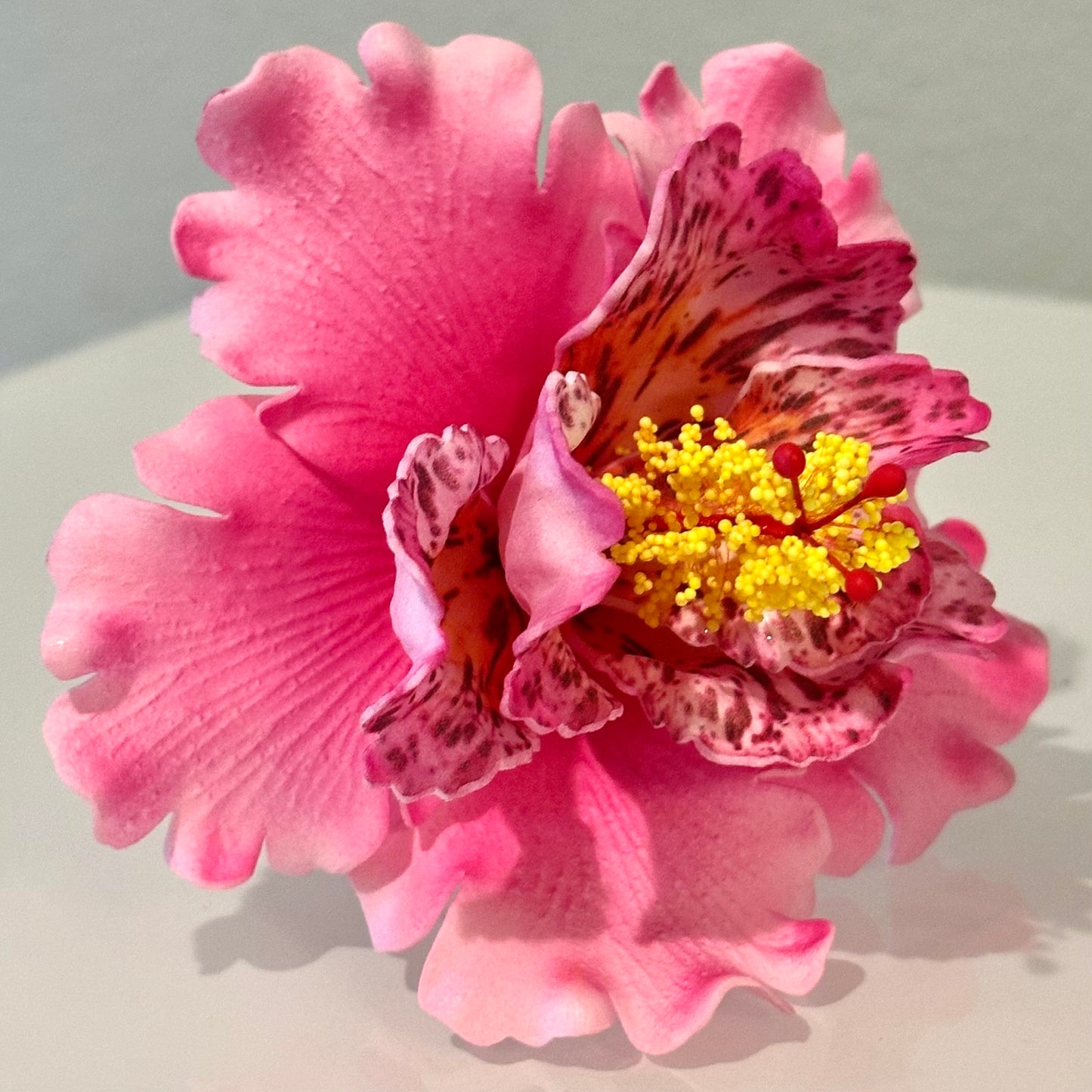 Exotic Hibiscus (11 CM)