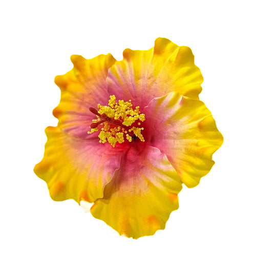 Aute (9 CM)