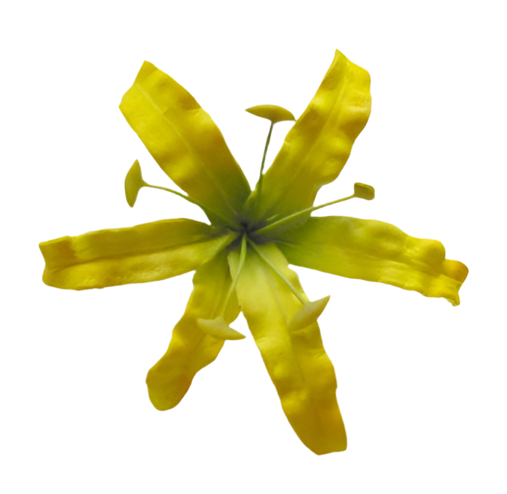 Spider Lily (7.5 CM)