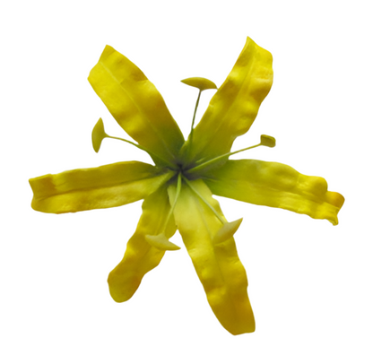 Spider Lily (7.5 CM)