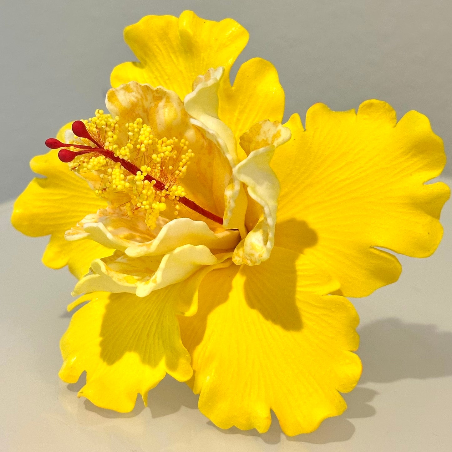 Exotic Hibiscus (11 CM)