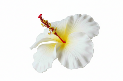 Faux Hibiscus (11 CM)