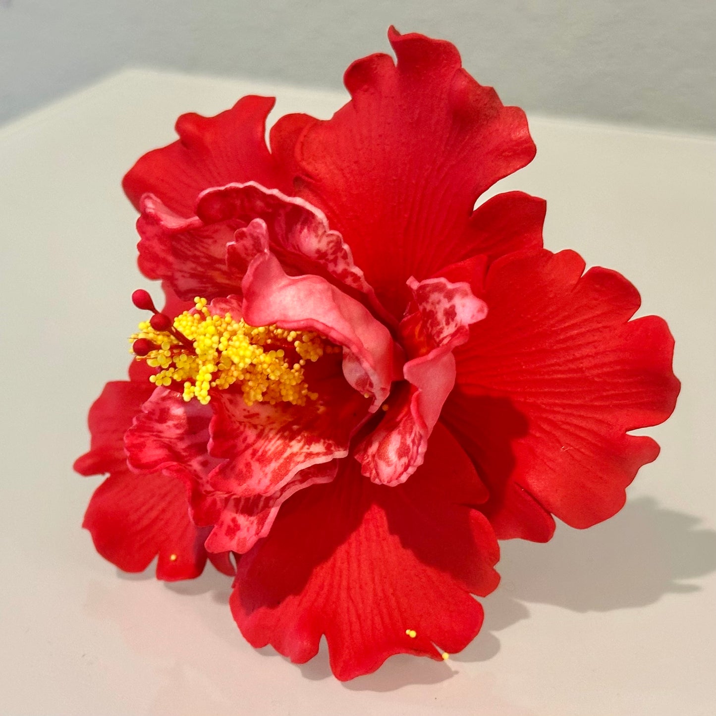 Exotic Hibiscus (11 CM)