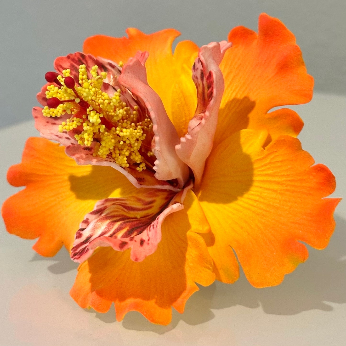Exotic Hibiscus (11 CM)