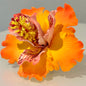 Exotic Hibiscus (11 CM)