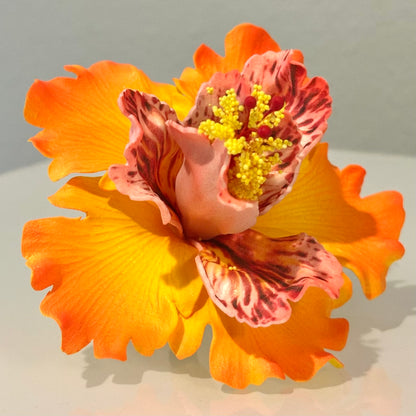 Exotic Hibiscus (11 CM)