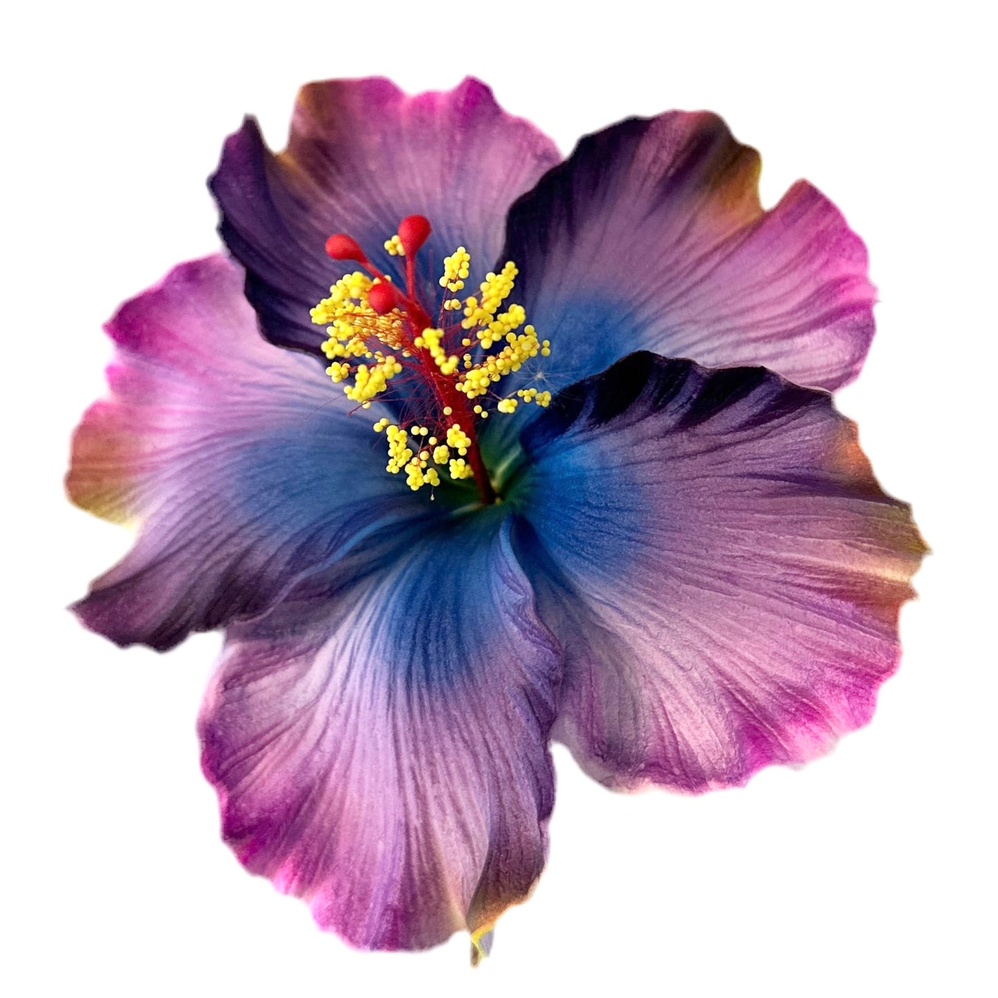 Aute (12 CM)