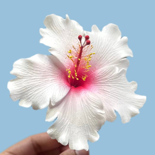 Aute (11.5 CM)