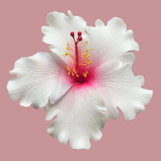 Aute (11.5 CM)