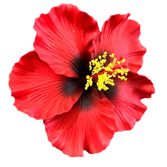 Aute (12 CM)